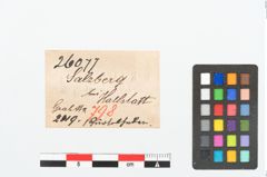 Etikett zu Bronzegürtelhaken (NHMW-PRAE-026077)